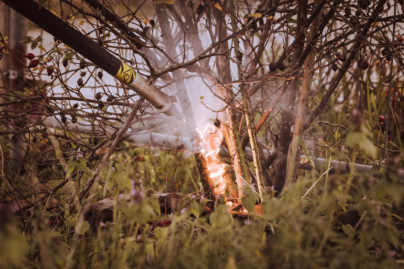 Brombeersträucher effektiv bekämpfen mit Strom